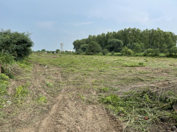 7 Acre Agricultural/Farm Land for Sale in Ferozepur road, Ludhiana