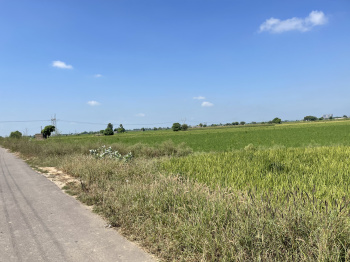 4000 Sq. Yards Agricultural/Farm Land for Sale in Sarabha Nagar, Ludhiana