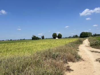 Residential Plot for Sale in Ferozepur road, Ludhiana (7 Acre)