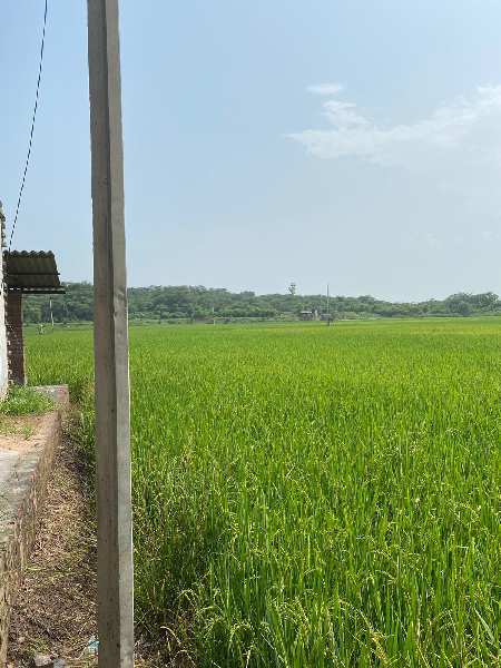 66 Acre Agricultural/Farm Land for Sale in Ropar, Rupnagar