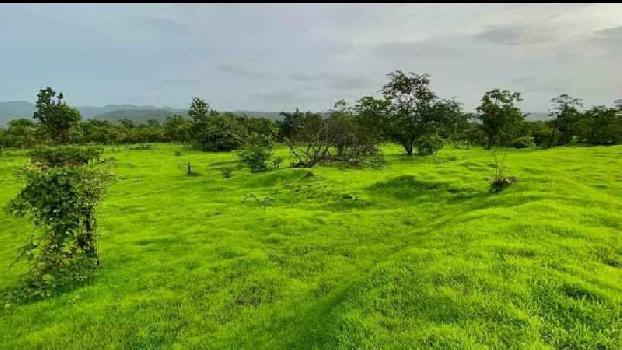 55 ACRES LAND NEAR MANGAON FOR PLOTTING, TREE PLANTATION ,FARMHOUSE