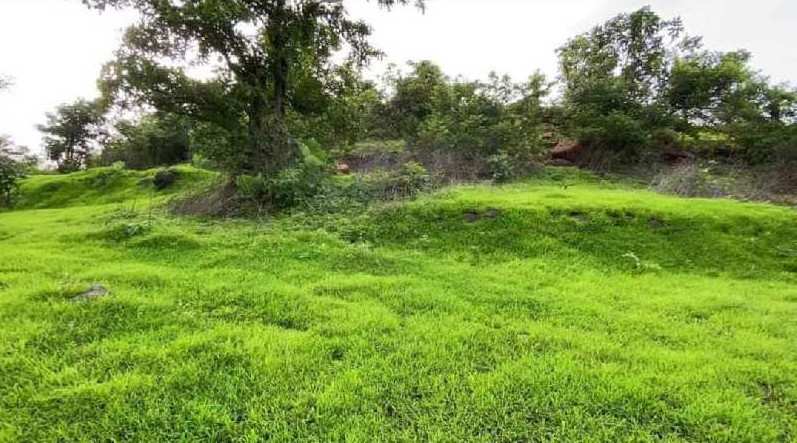 130 Acres Land In Tala For Farmhouse, Tree Plantation And Plotting