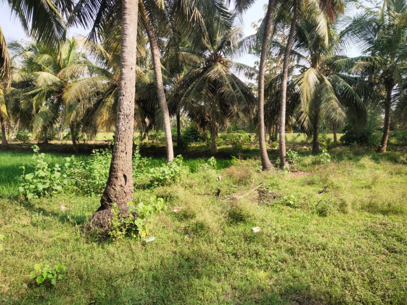 5.00 Ares Agricultural/Farm Land for Sale in East Godavari