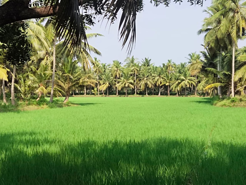 5.00 Ares Agricultural/Farm Land for Sale in East Godavari