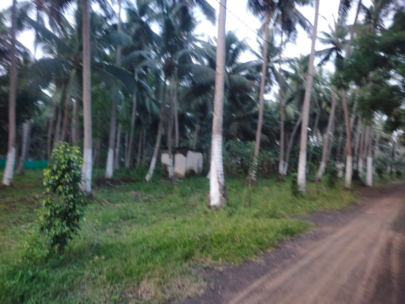 70 Cent Agricultural/Farm Land For Sale In Amalapuram, East Godavari