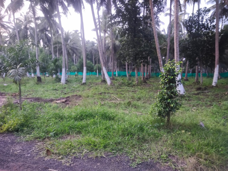 70 Cent Agricultural/Farm Land for Sale in Amalapuram, East Godavari