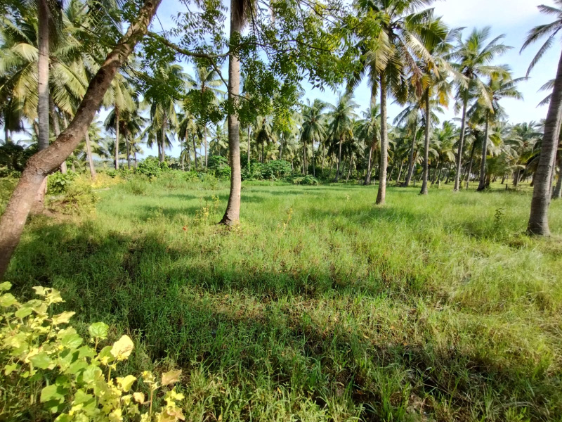 64 Cent Agricultural/Farm Land for Sale in Razole, East Godavari