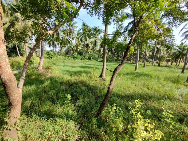 64 Cent Agricultural/Farm Land for Sale in Razole, East Godavari