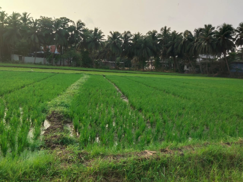 46 Cent Agricultural/Farm Land for Sale in Amalapuram, East Godavari