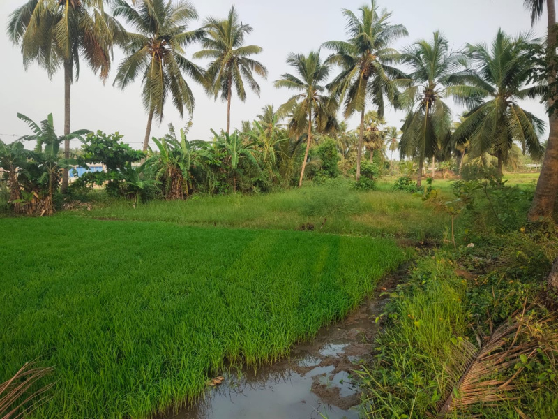 46 Cent Agricultural/Farm Land for Sale in Amalapuram, East Godavari