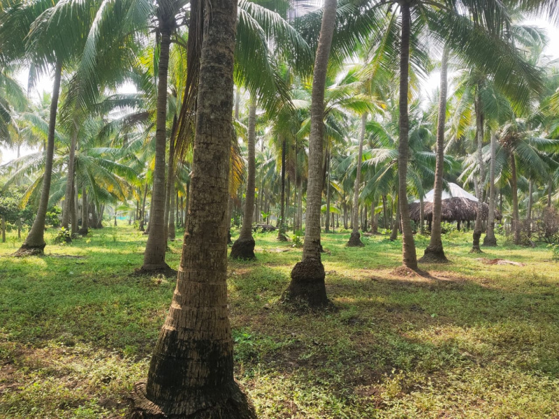 Coconut Garden sale 2 Acre near Amalapuram Town