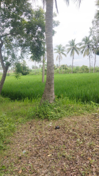 63 Cent Agricultural/Farm Land for Sale in Ramachandrapuram, East Godavari