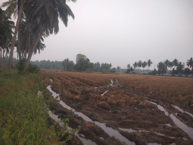 3.21 Acre Agricultural/Farm Land for Sale in Amalapuram, East Godavari