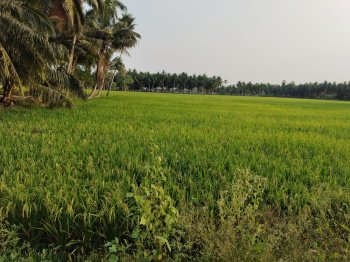 3 Acres Coconut & Paddy land sale with road facing 250 feets