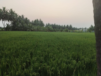 2 Acres Paddy land sale with 300 Feets road facing at Anathavaram New Bypass