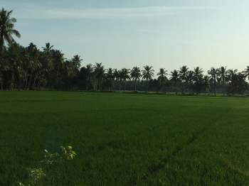 5.00 Acre Agricultural/Farm Land for Sale in Amalapuram, East Godavari