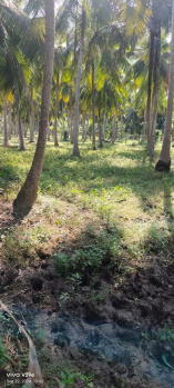 Coconut Garden sale 1.40 Acres