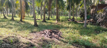 1.02 Acres Coconut Garden Sale In Amalapuram Rural