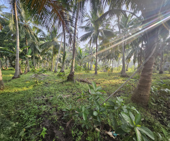 45 cents coconut garden in pallipalem side of Jagan colony