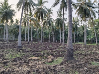 3.50 Acres coconut field sale bypass road facing at Thotlapalam