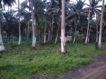 Coconut Land Near Main Road Amabjipeta to Pulletikurru (Via Mosalapalli )