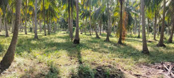 Converted Coconut Field 26 Cents sale with highway facing