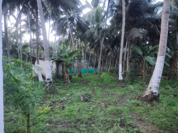 30 Cents Coconut garden sale  with 12 feet road