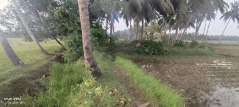 80 Cents Paddy Land sale in Somidevarapalam