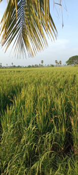 Agricultural/Farm Land for Sale in Mandapeta, East Godavari (3 Ares)