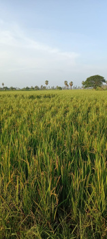 Property for sale in Mandapeta, East Godavari