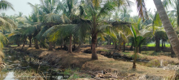 1.13 Acre Coconut garden sale in Bendamurlanka