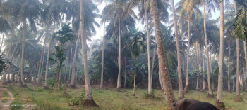 6 Acres Coconut & Paddy Land sale