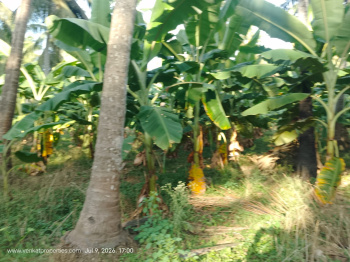 Coconut |Garden with Banana land sale 12 Acres in Veeravelli Palam