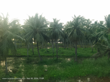 1 Acre Coconut Land sale in Goditippa Near Godavari