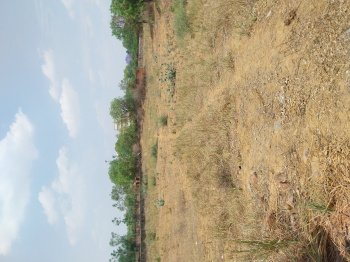 50 Acre Agricultural/Farm Land for Sale in Bilaspur, Gurgaon