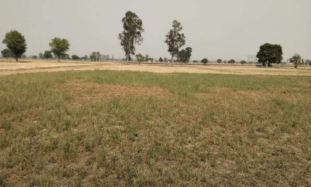 15 Acre Agricultural/Farm Land for Sale in Patiala Road, Zirakpur
