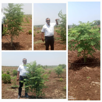 5 Guntha Agricultural/Farm Land for Sale in Narayankhed, Sangareddy