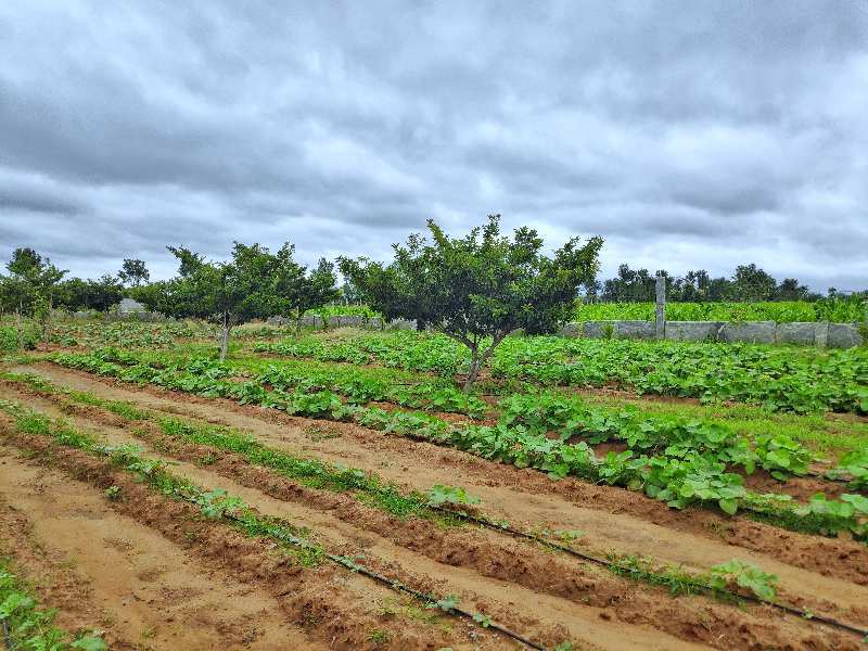 10890 Sq.ft. Agricultural/Farm Land for Sale in Chikkaballapur, Bangalore