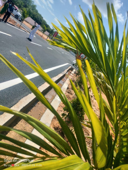 Panjapur to 4½ km Corporation Limited plot