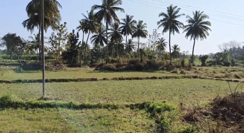 2.08 Ares Agricultural/Farm Land for Sale in Srirangapatnam, Mysore