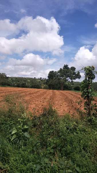 4.5 Acre Agricultural/Farm Land For Sale In Mysore