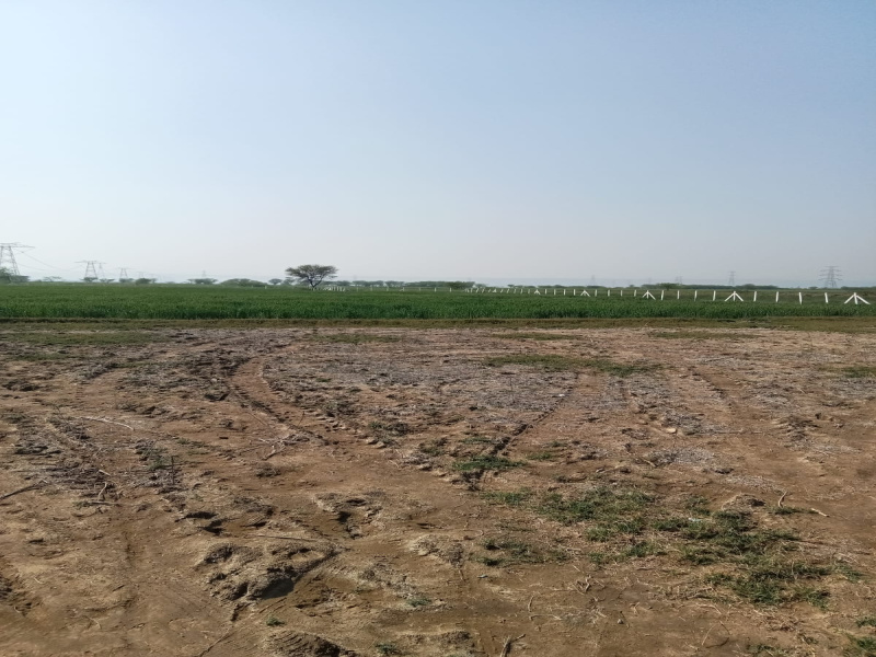 11 Acre Agricultural/Farm Land for Sale in Jatusana, Rewari