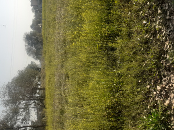 Property for sale in Jatusana, Rewari