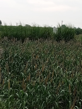 Agricultural/Farm Land for Sale in NH 8, Dharuhera (2 Acre)