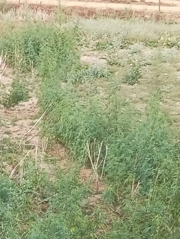 Property for sale in Kharkhoda, Sonipat