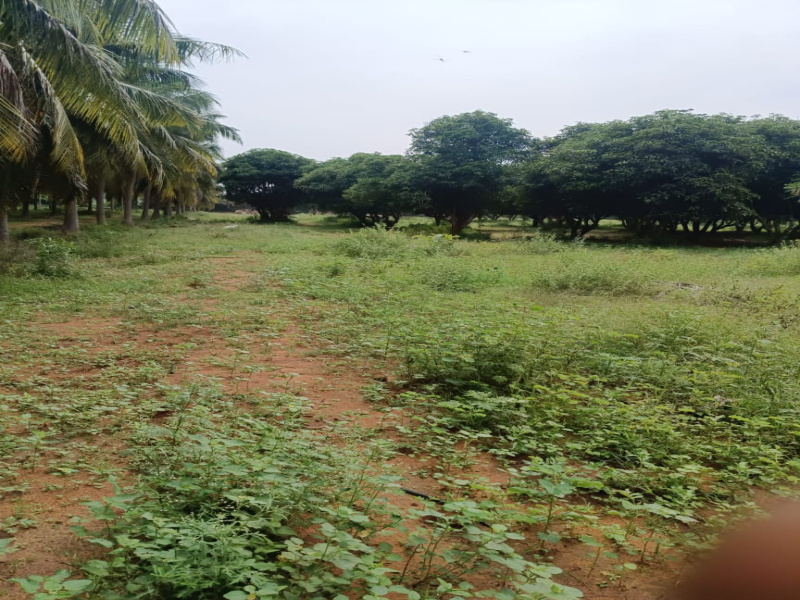 13 Acre Agricultural/Farm Land for Sale in Kumbakonam, Thanjavur