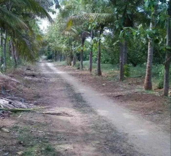 5 Acre Agricultural/Farm Land for Sale in Kumbakonam, Thanjavur