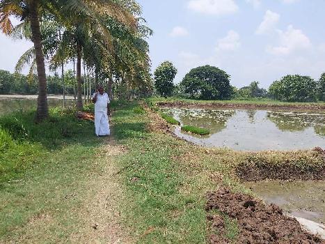 30 Acre Agricultural/Farm Land for Sale in Kumbakonam, Thanjavur
