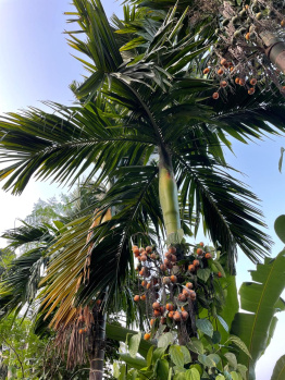 Property for sale in Kunjibettu, Udupi