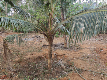 Property for sale in Brahmavar, Udupi